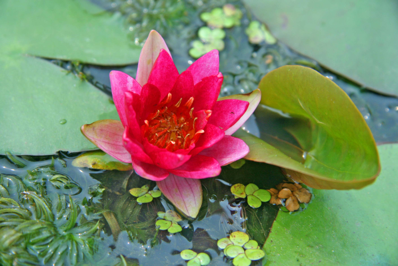Zwerg-Seerose - Joanne Pring